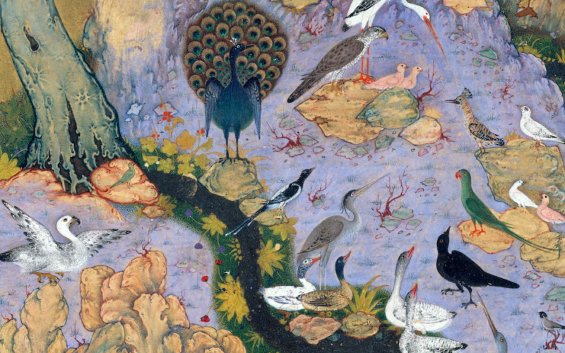 The conference of the birds – Learn more about birds